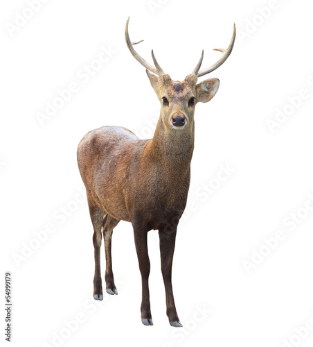 deer isolated background