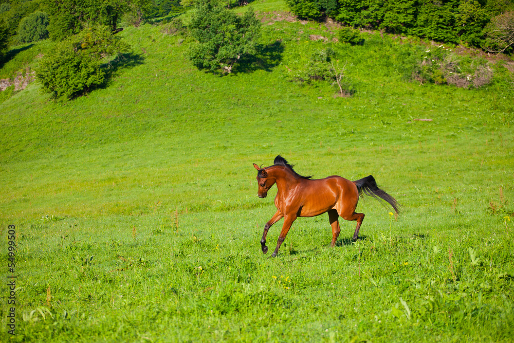 Arab racer runs on a green summer meadow