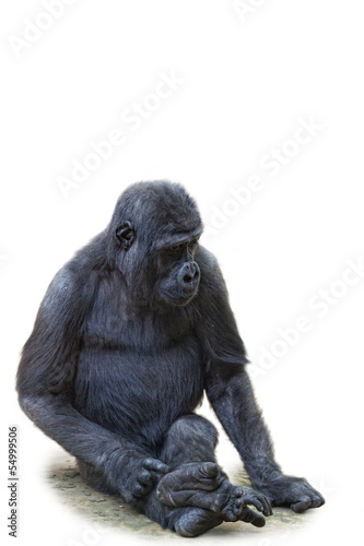 Young gorilla, it is isolated, a white background