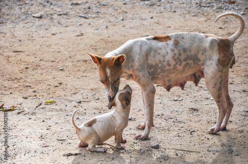 Stray mother dog  with puppy in endearing moment.
