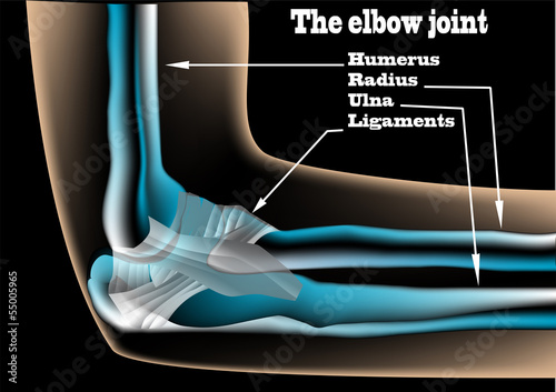 The elbow joint