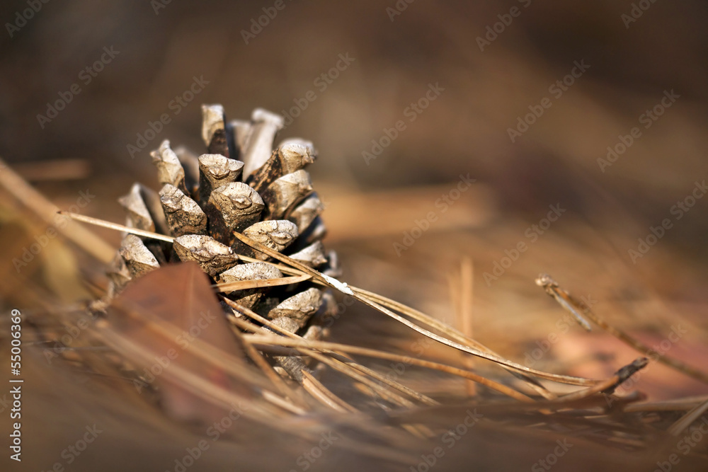 Beautiful pine cone in the forest