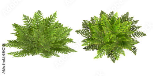 fern, isolated on the white background