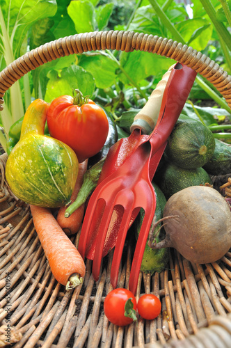 outils de jardinage et panier de légumes