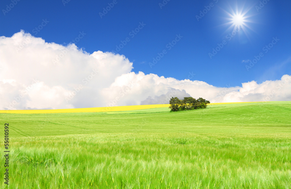 Yellow-Green field against sunny blue sky
