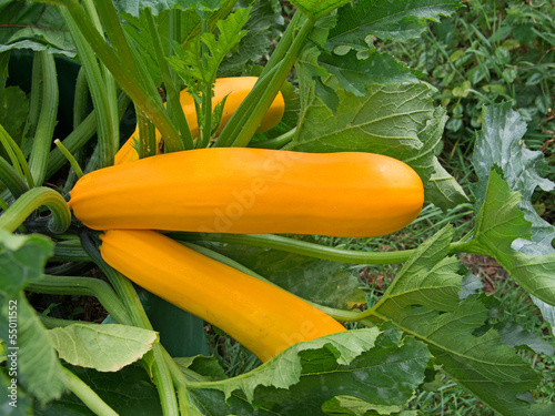 Zucchini - Cucurbita pepo photo