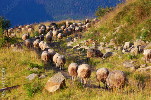A flock of sheep in the mountains
