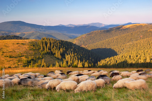 Sheep in the mountains © Oleksandr Kotenko