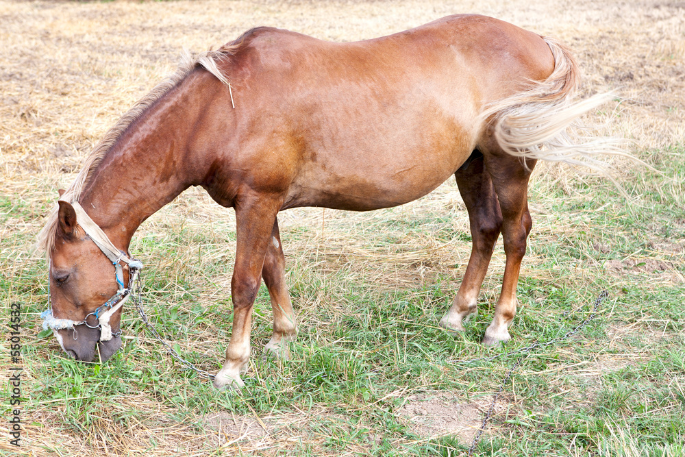 brown horse on the grassland brown horse on the grassland