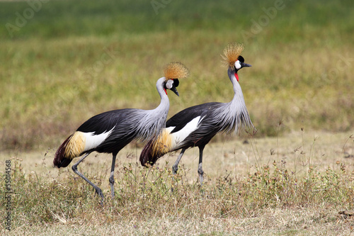 Couple of grey crowned cranes