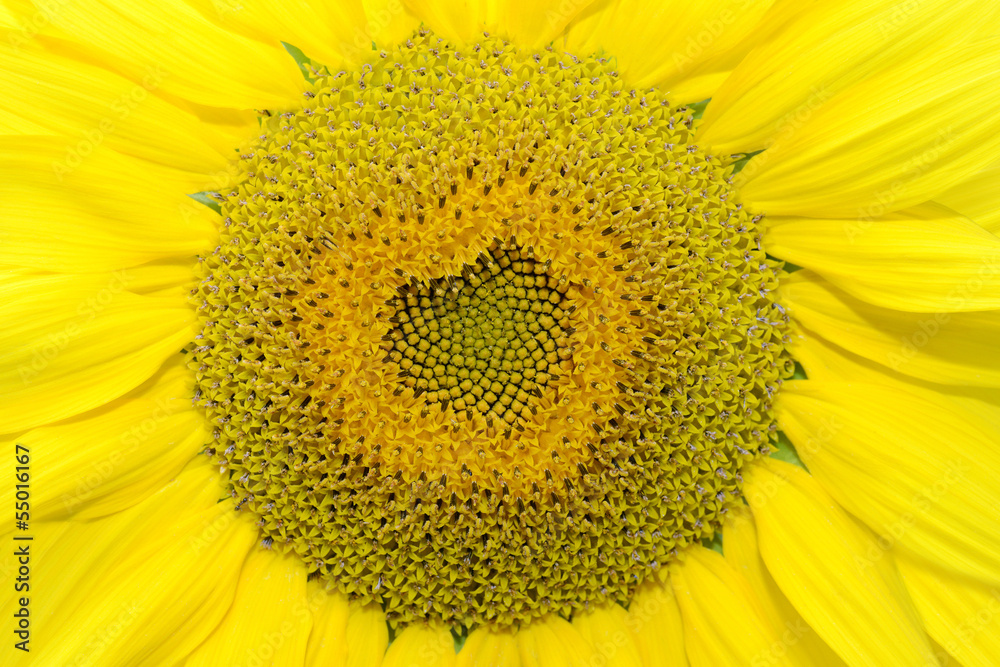 Obraz premium sunflower with heart shape