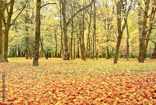 Yellowed leaves on the trees in the autumn forest.