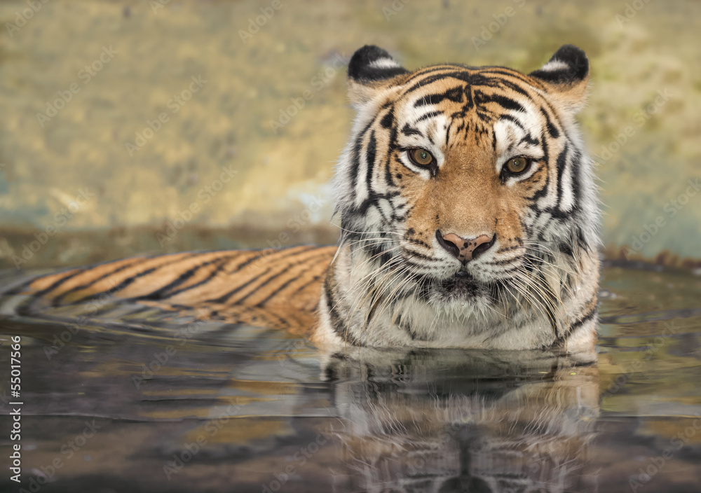 Fototapeta premium asian tiger