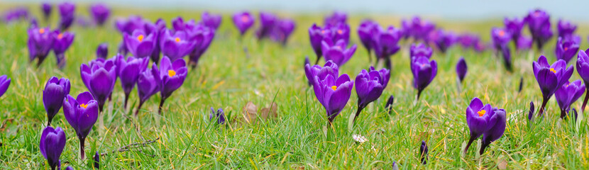 Wandcirkels Krokussen Paarse krokus tussen het gras  © annavee
