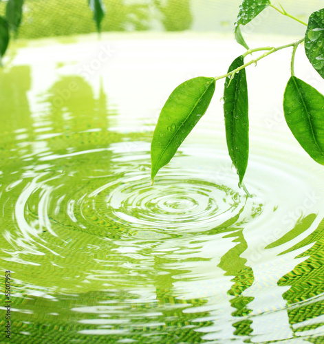 Green leaves with reflection in water