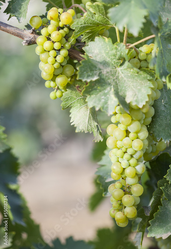 Wallpaper Mural Lush White Grape Bushels Vineyard in The Morning Sun Torontodigital.ca