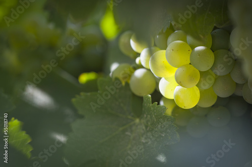 Lush White Grape Bushels Vineyard in The Morning Sun photo