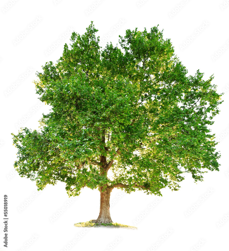 Obraz premium maple tree isolated on white background