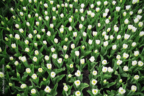 flower bed with young fresh...