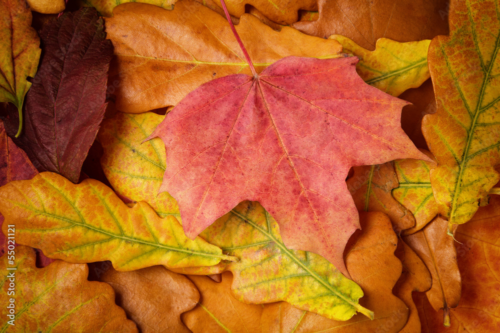 different autumn leaves different autumn leaves