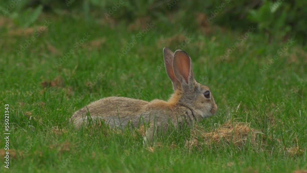 Kanninchen Kanninchen