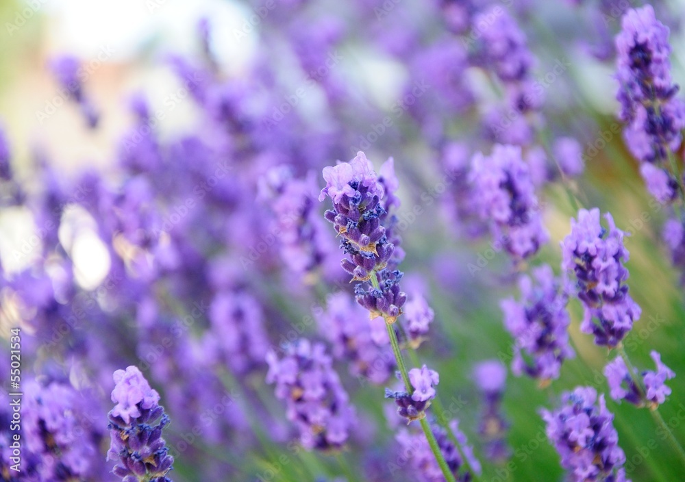 Fototapeta premium lavender flowers