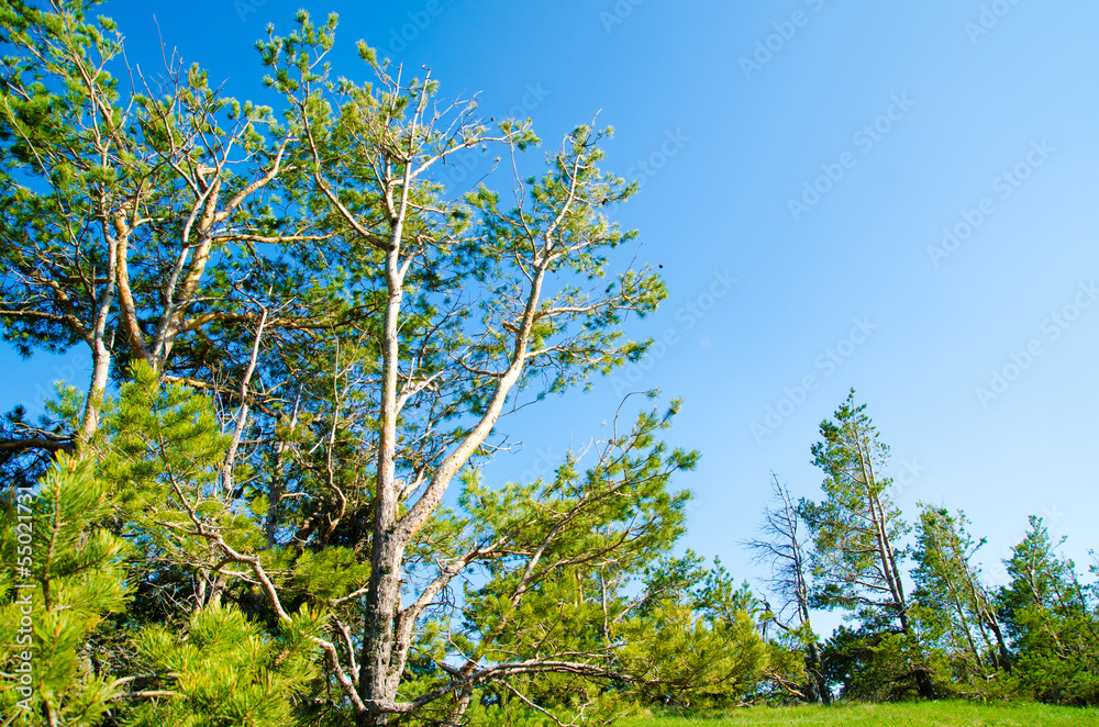 pine tree pine tree