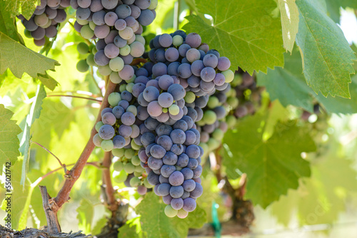 Red Wine Grapes on the Vine