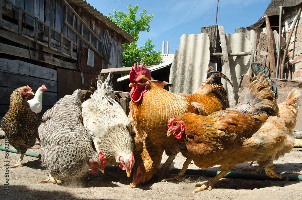 chicken on a farm