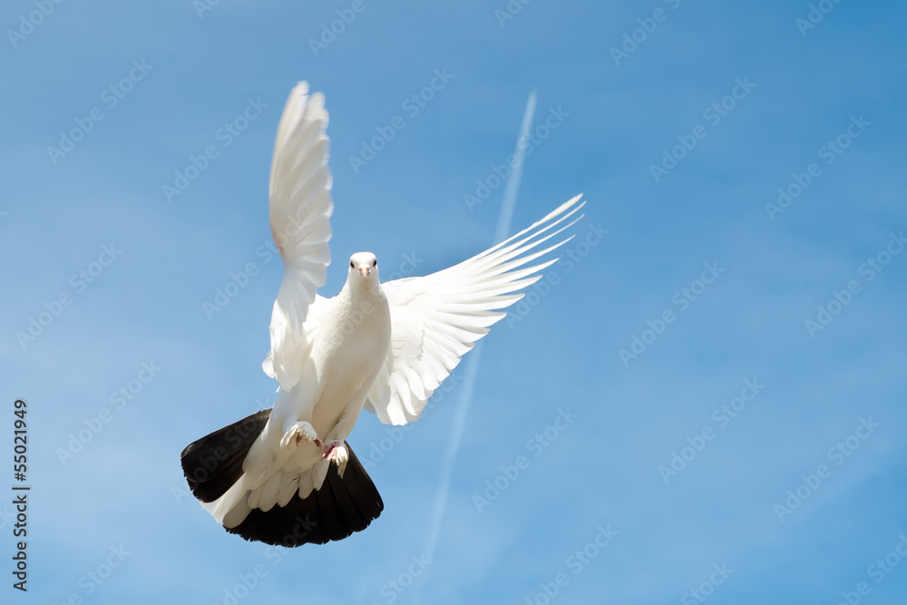 dove in the sky dove in the sky