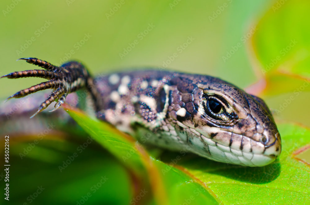 Naklejka premium lizard on a leaf