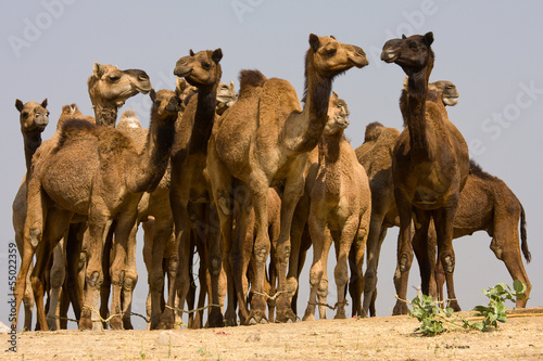 Fototapeta Naklejka Na Ścianę i Meble -  Camel at the Pushkar Fair in Rajasthan, India