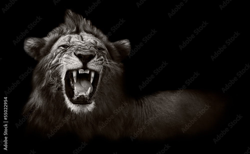 Fototapeta ryczący lew