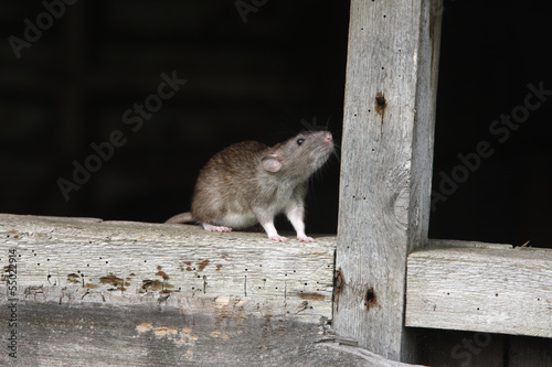 Brown rat, Rattus norvegicus