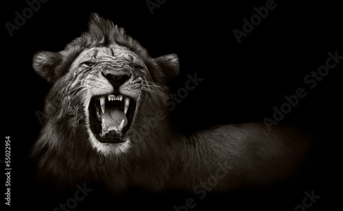 Lion displaying dangerous t...