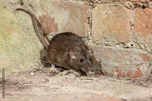 Foto Brown rat, Rattus norvegicus