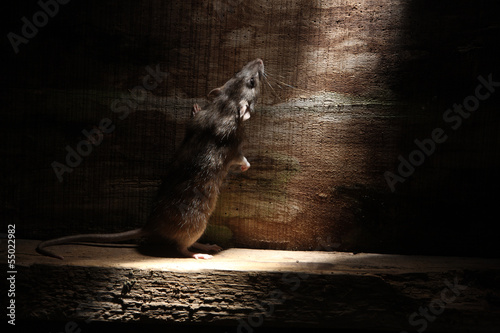 Brown rat, Rattus norvegicus photo