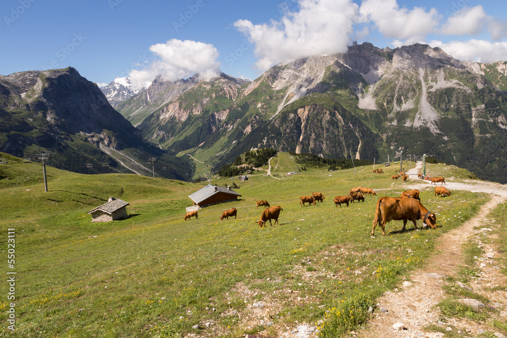 Vaches brunes sur l'alpage du plateau du Bochor