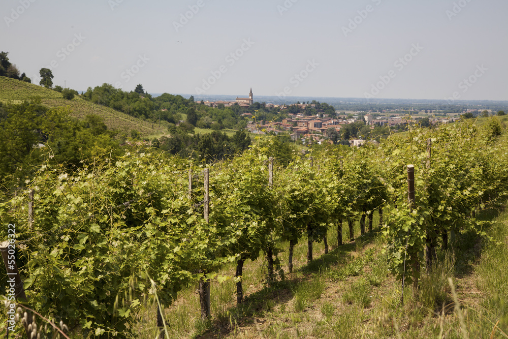 Vineyard in Italy