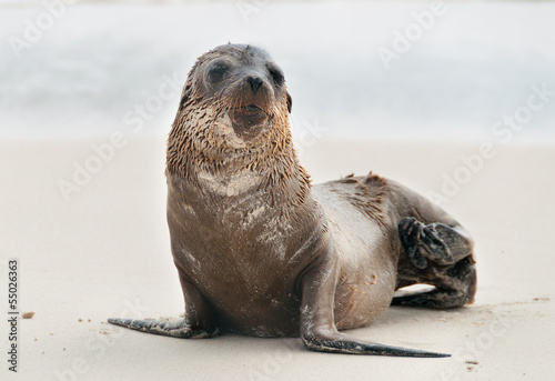 Galapagos single fur seal pup.