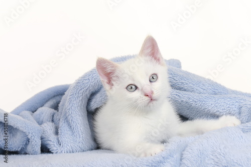 Weißes Kätzchen auf blauer Decke - kitten on blue blanket