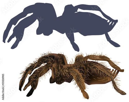 hairy spider and shadow isolated on white