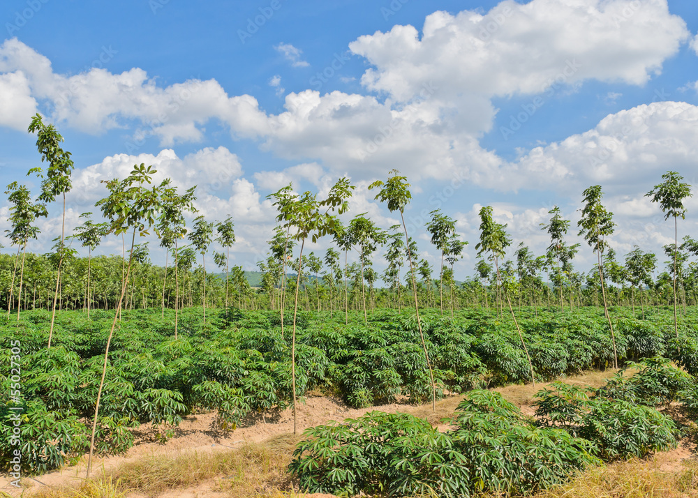 Cassava and rubber plantation in Thailand