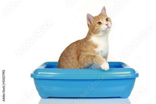Katze im Katzenklo - cat with toilet photo