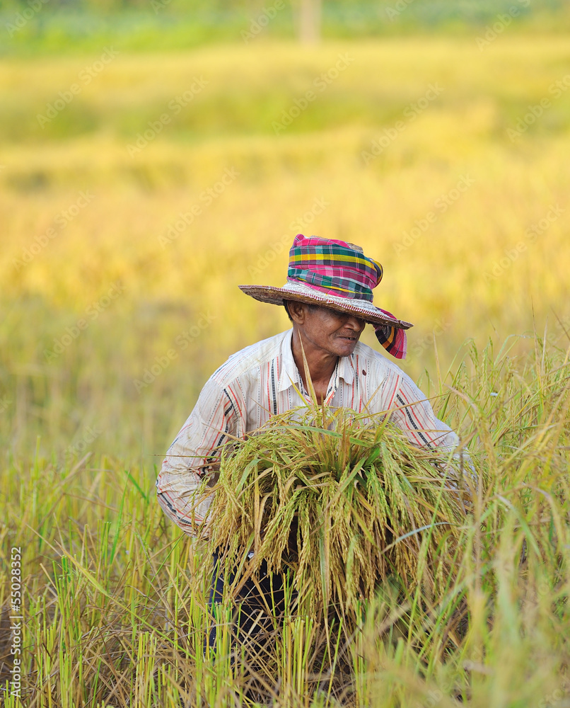 farmer in field, it's harvest time farmer in field, it's harvest time