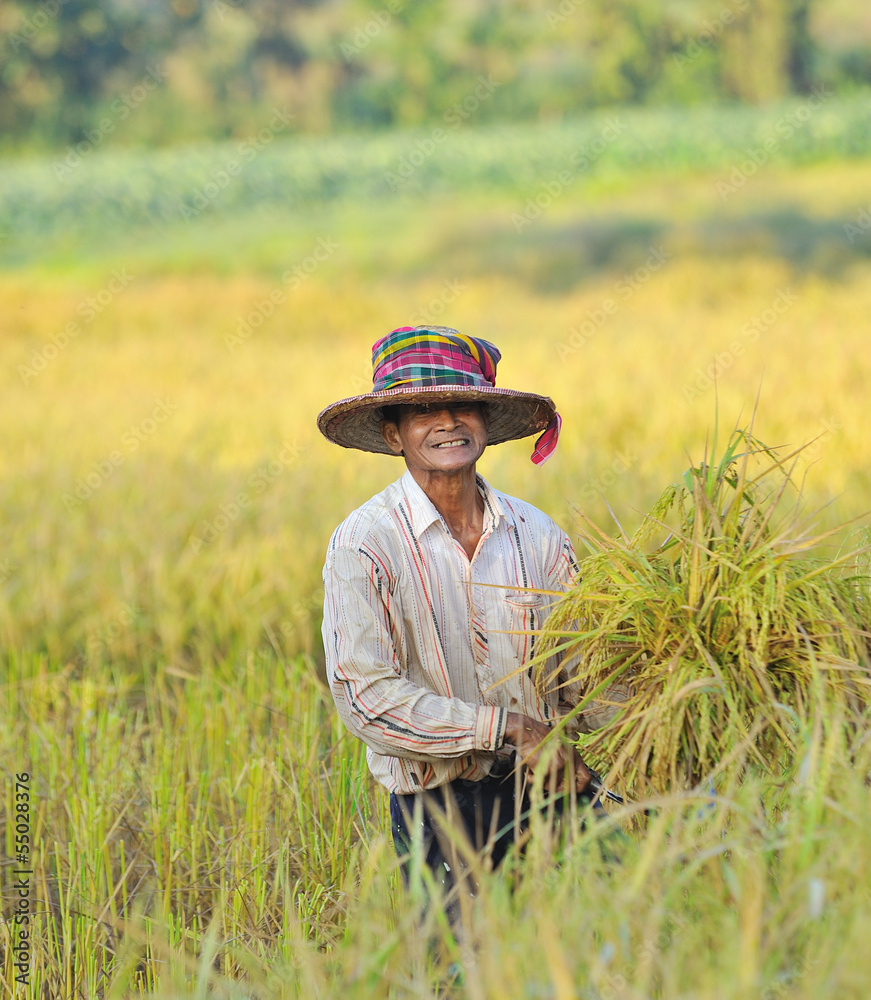 farmer in field, it's harvest time farmer in field, it's harvest time