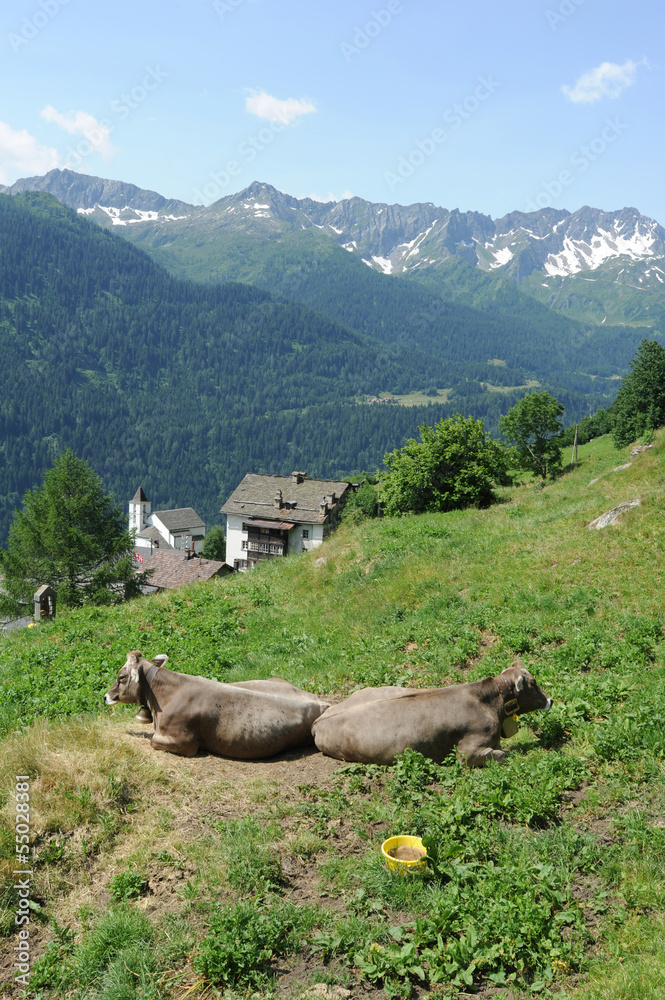 mucche al pascolo ad Altanca nelle alpi svizzere