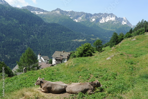 mucche al pascolo ad Altanca nelle alpi svizzere photo