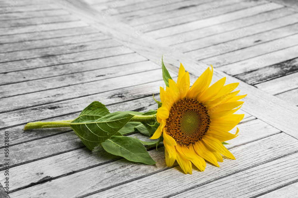 Naklejka premium one sunflower on an old table