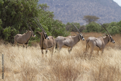 Antelope beisa oryx standing on yellow grass